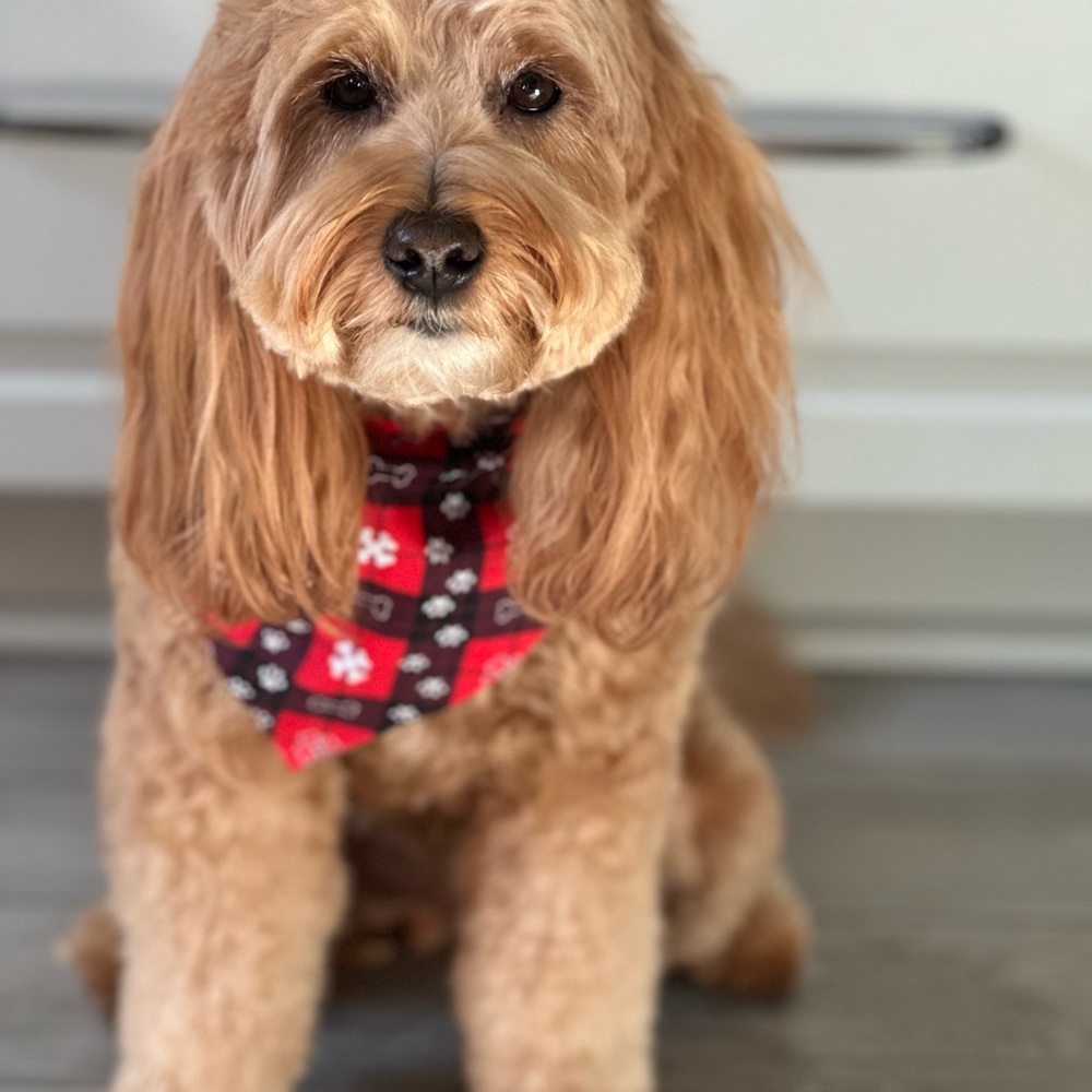 Meet your Posher, Anne-marie